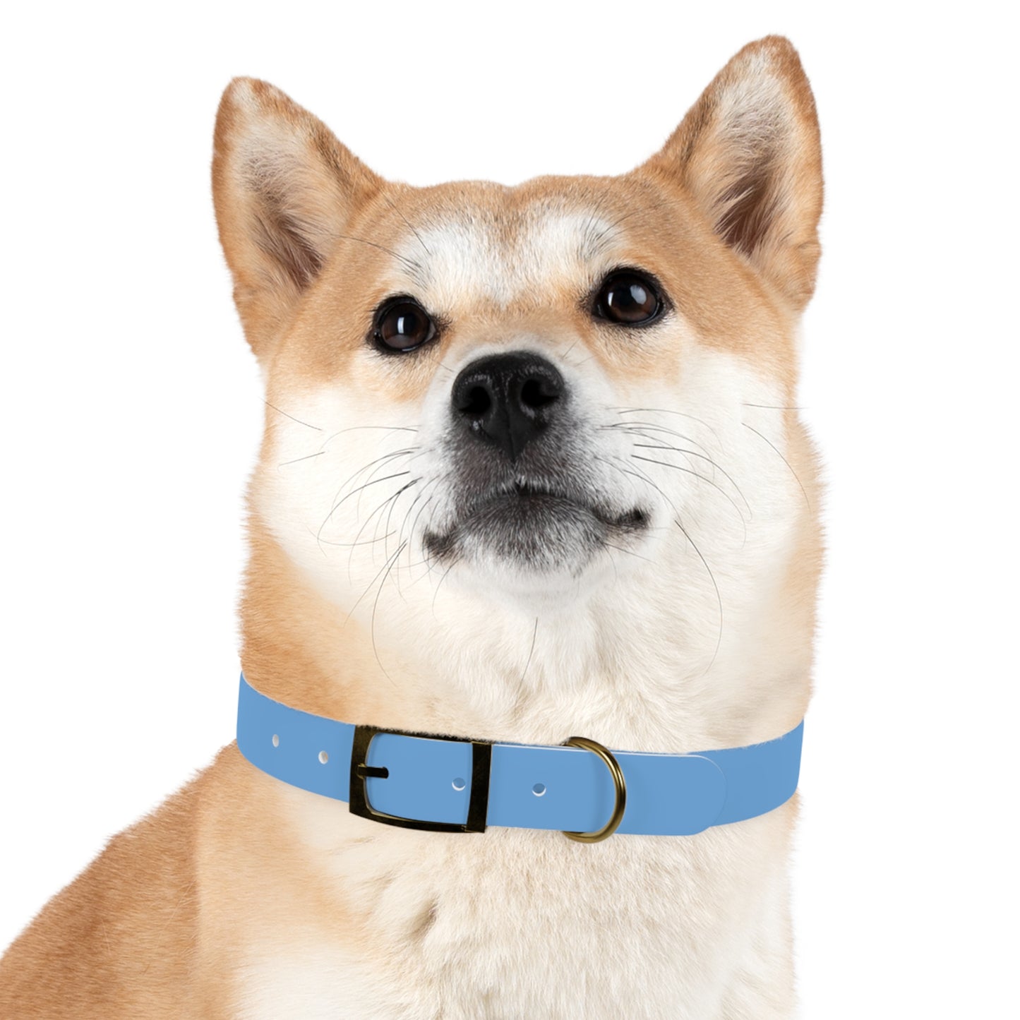 'Most High Pup' Blue Graphic Dog Collar — Stylish Urban Pet Accessory
