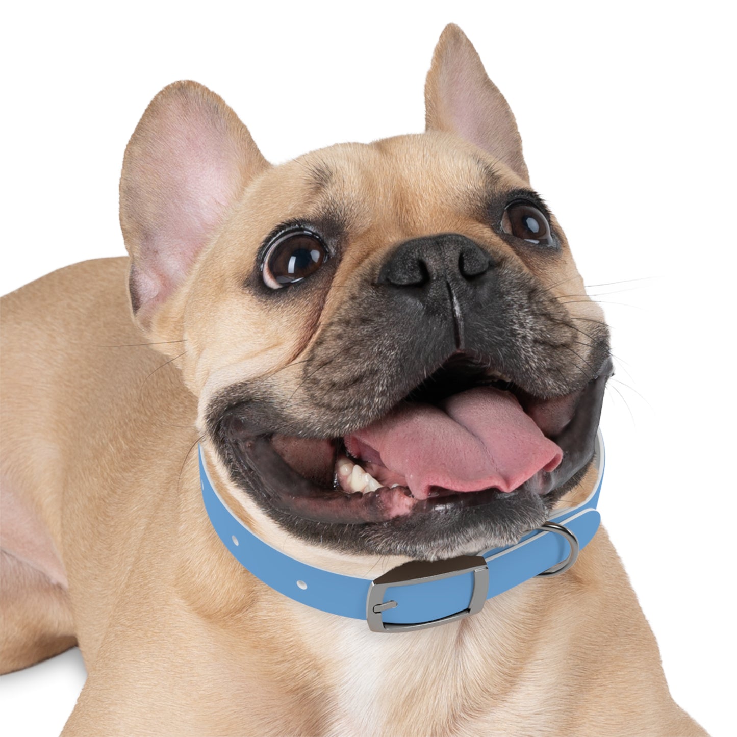 'Most High Pup' Blue Graphic Dog Collar — Stylish Urban Pet Accessory